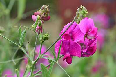 Sweet-pea