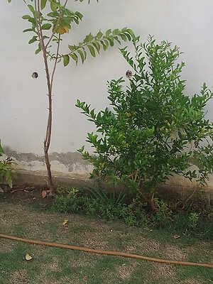 IMG_20250918_080411