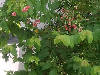 IMG_20250809_165208_MP