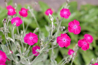 lychnis-coronaria-rose-campion